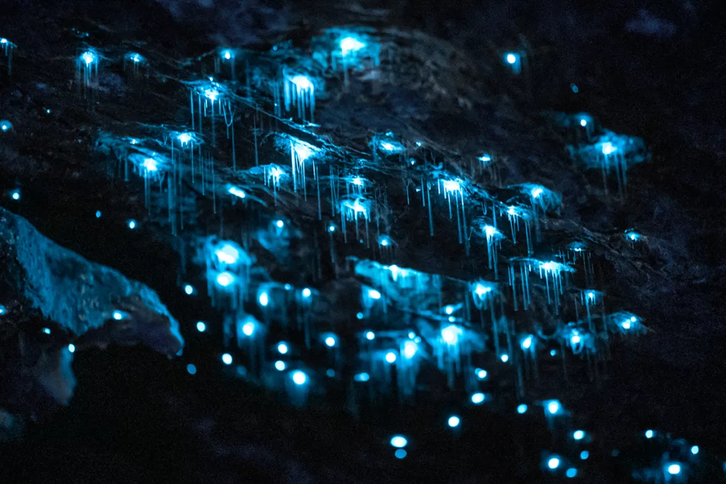 Te Anau Glowworm Caves (credit RealNZ)