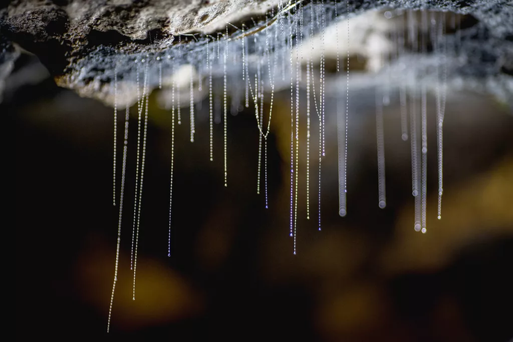 Te Anau Glowworm Caves (RealNZ)